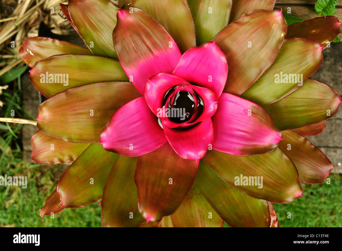 Pink Bromeliad Stock Photo