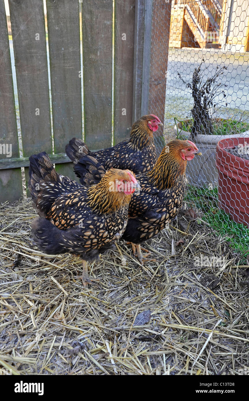 Live Chickens Stock Photos Live Chickens Stock Images Page 3 Alamy