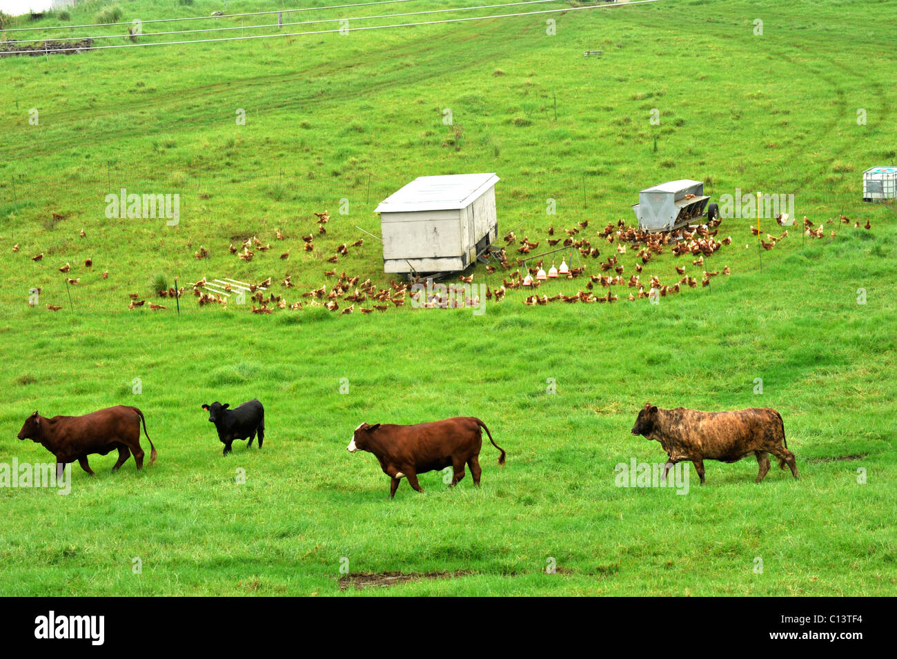 Free-range chicken and cattle farm NSW Australia Stock Photo