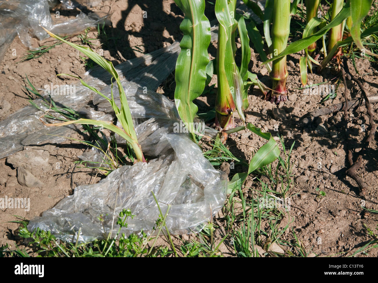 UK, Europe. Maize crop growing through plastic on the soil Stock Photo
