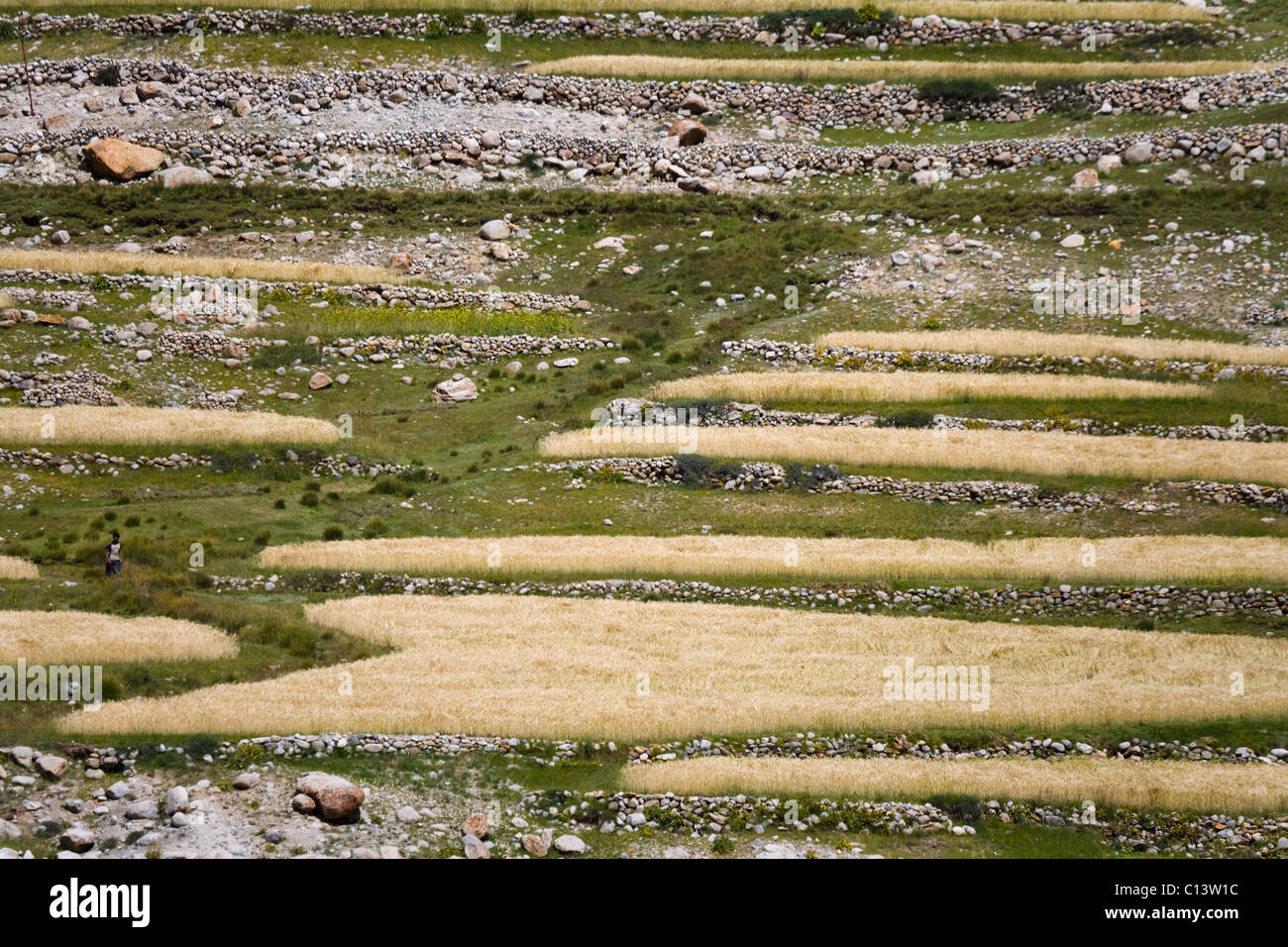 Barley field and village in the Karakoram, Nubra Valley, Ladakh, India Stock Photo