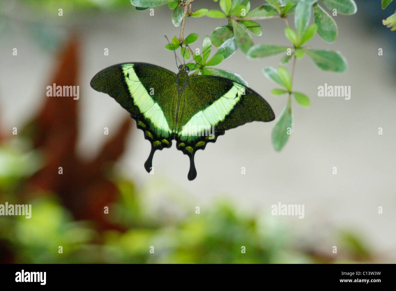 Butterfly, Chester, zoo Stock Photo - Alamy