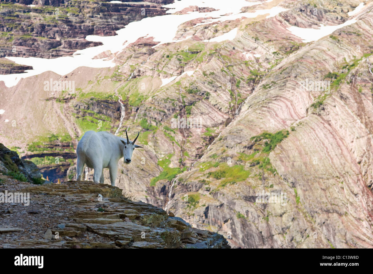 USA, Montana, Glacier National Park, Mountain goat looking at camera Stock Photo