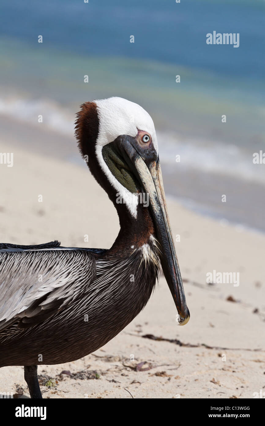 A mature brown pelican on a sandy beach. A Brown pelican poses on Zuma beach. Zuma Beach, Tulum, Quintana Roo, Mexico Stock Photo
