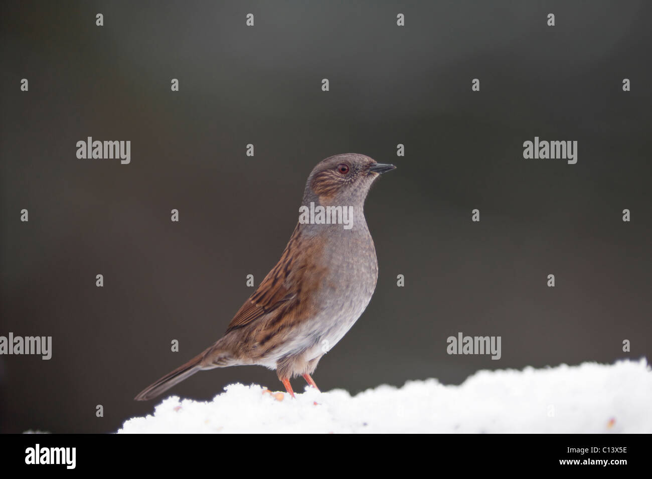 Dunnock on Perch in the winter with snow (Prunella modularis) Stock Photo
