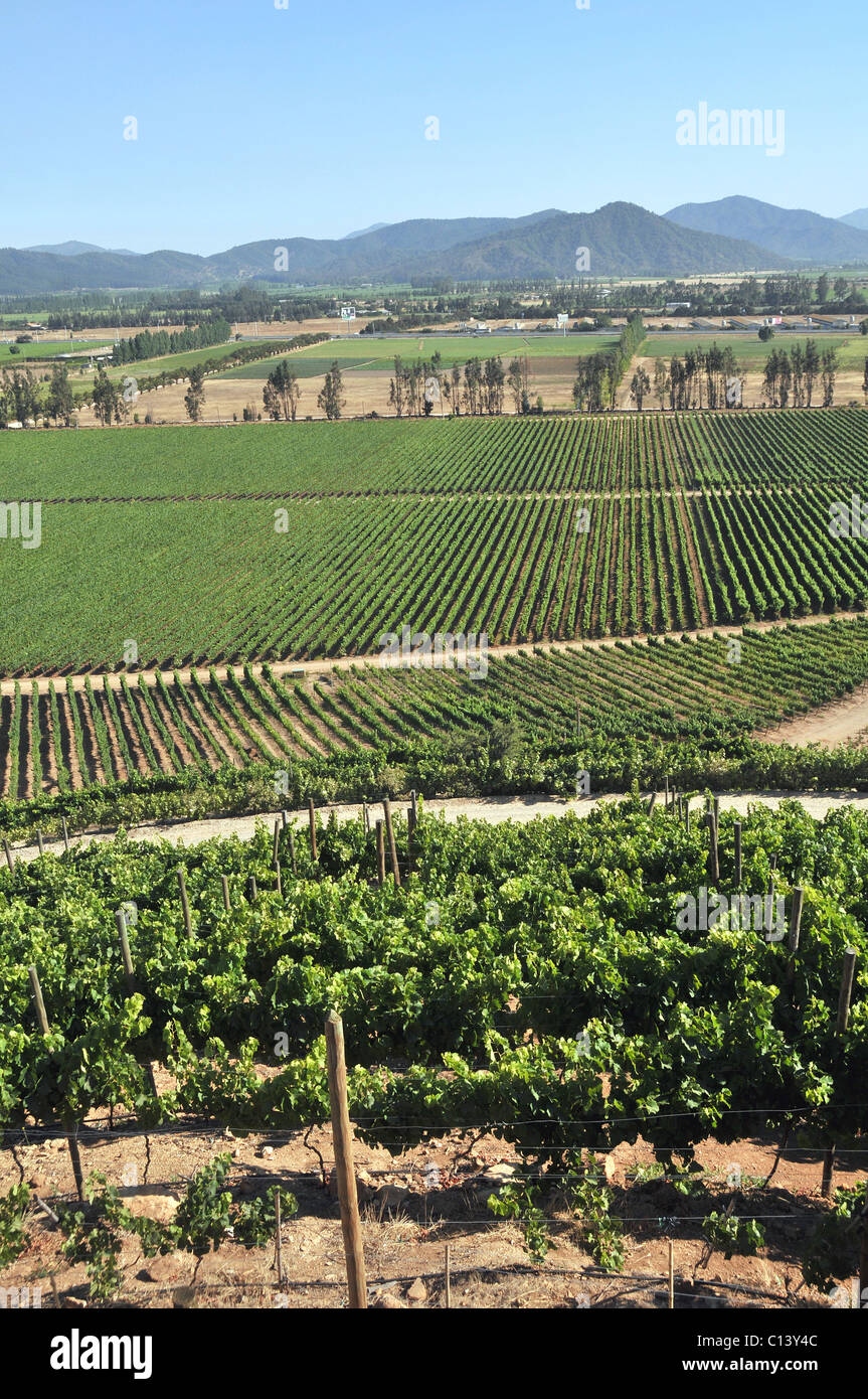 vineyard Casablanca valley Chile South America Stock Photo