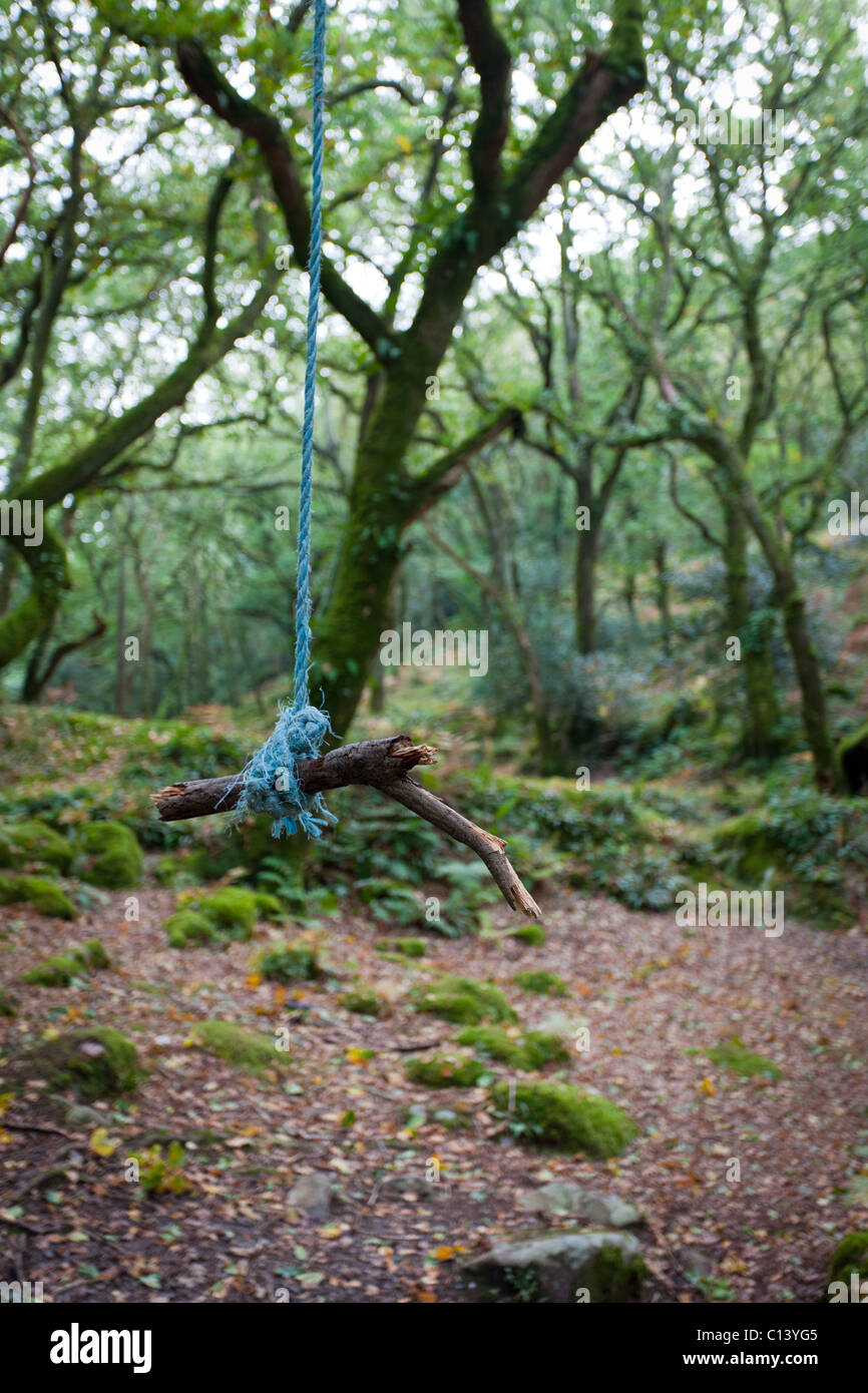 Rope swing in a forest clearing Stock Photo Alamy