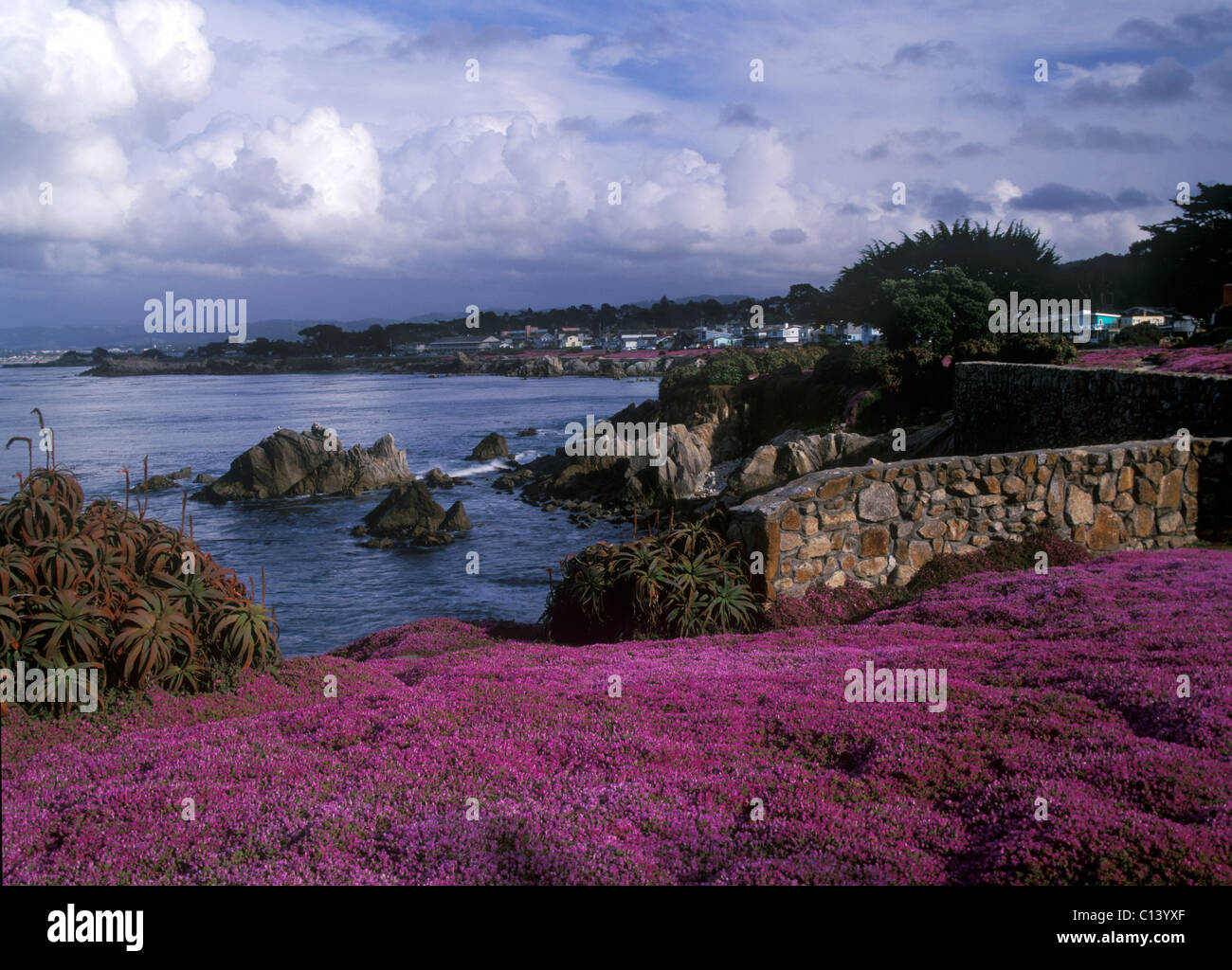 The Non Native Ice Plant Blooms Along The Coast Of Pacific Grove California Stock Photo Alamy