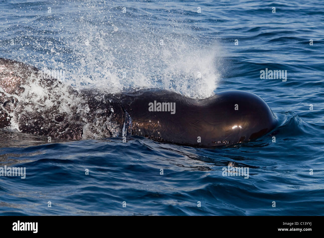 A pilot whale breaks the surface to breathe in Kino Bay, Mexico. Stock Photo