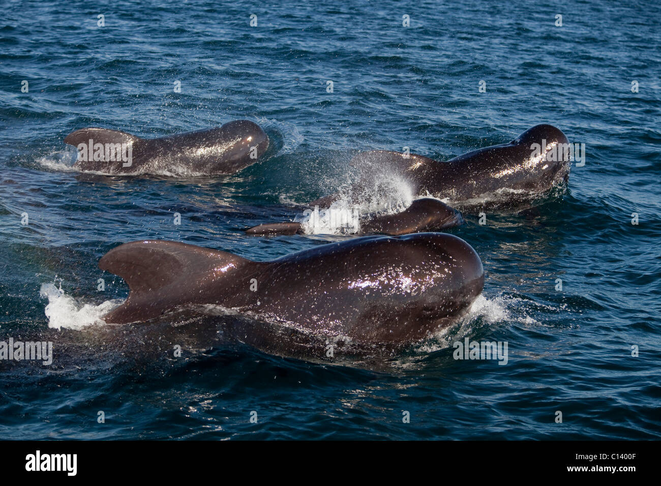 A pod of pilot whales cruise through Kino Bay, Mexico. Stock Photo