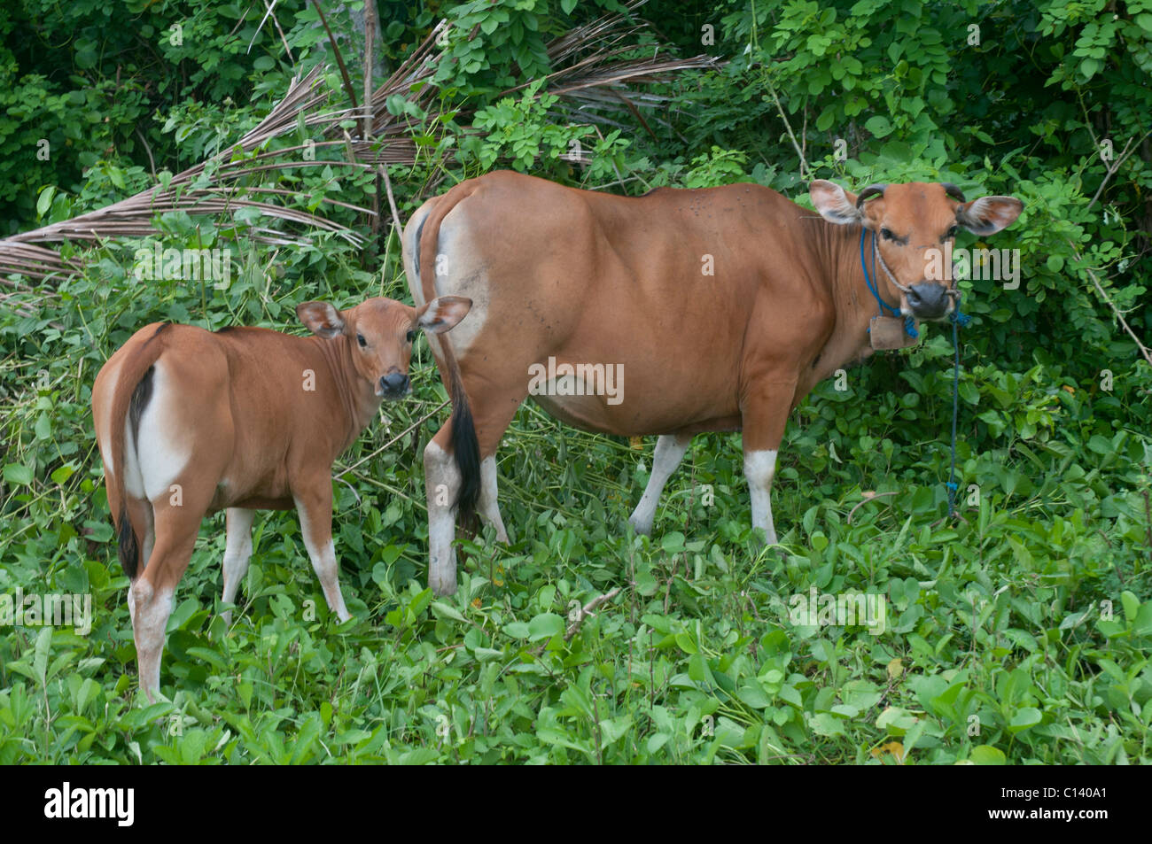 Balinese cow and calf Stock Photo