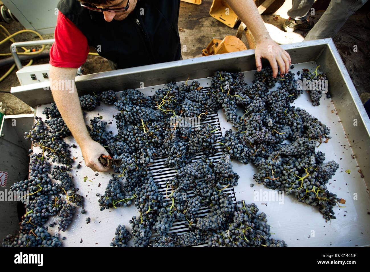 Man sorting through red grapes before they go into a de-stemming machine Stock Photo