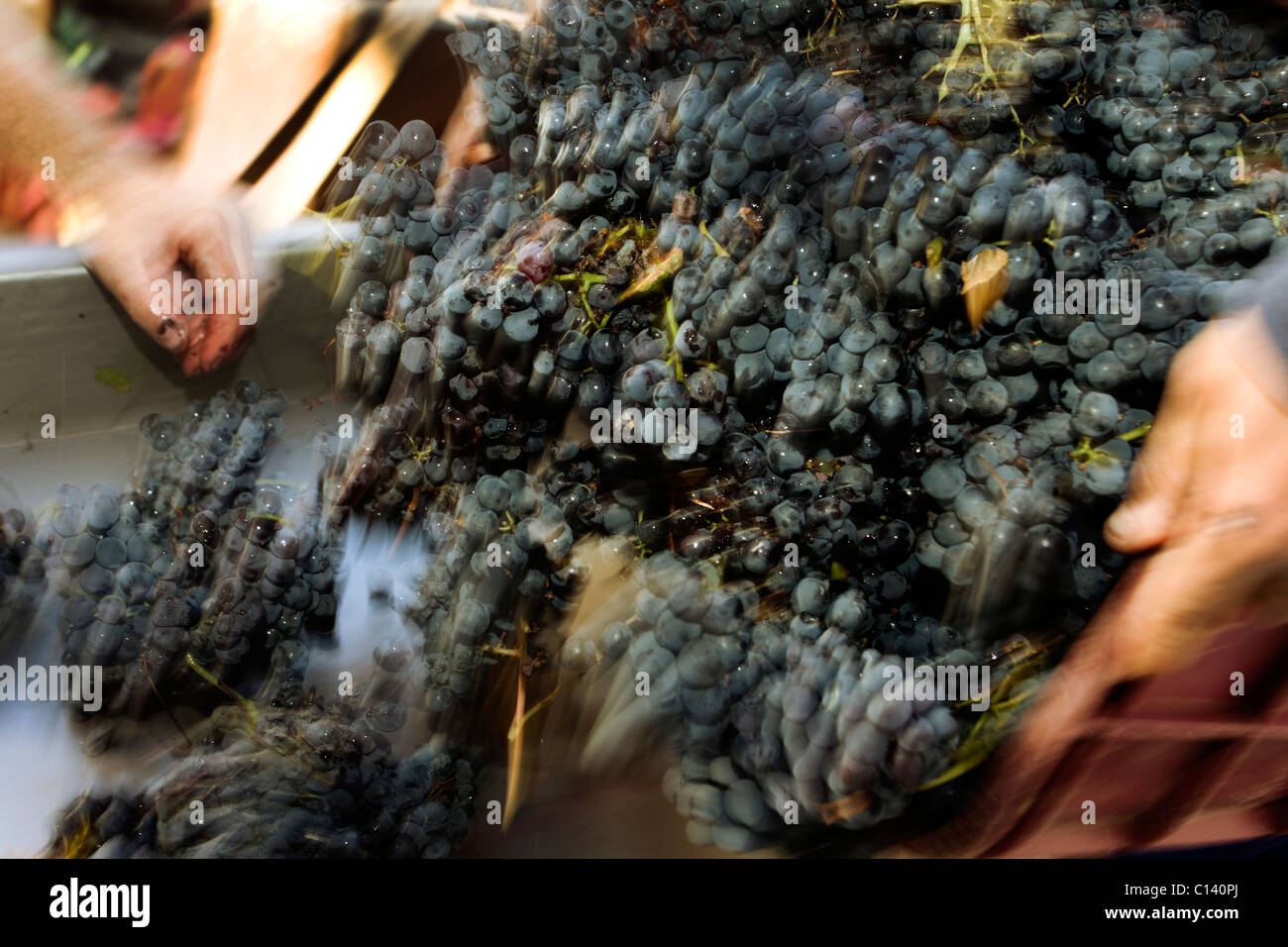 Red grapes being tipped into a de-stemming machine Stock Photo