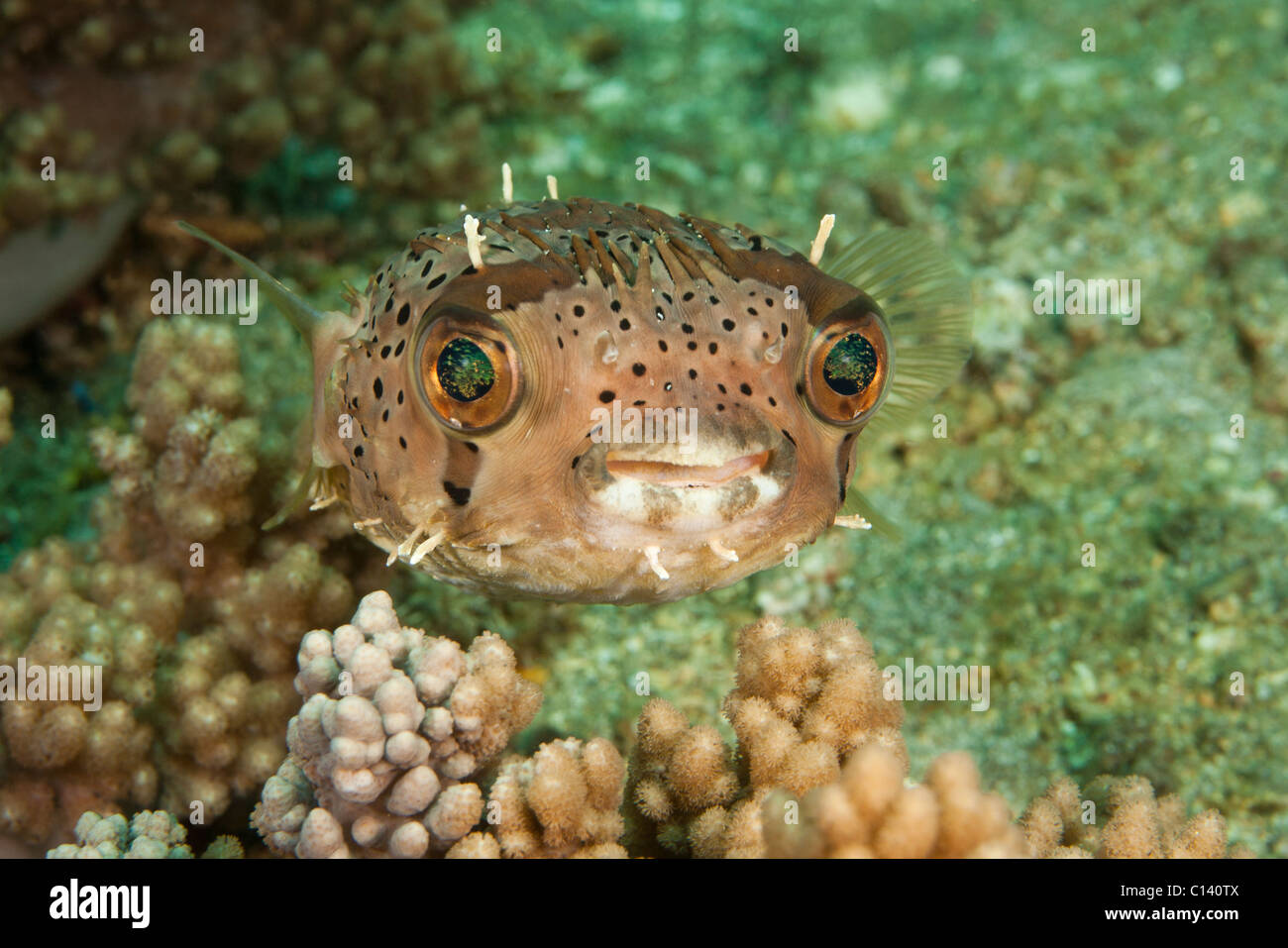 Balloonfish hi-res stock photography and images - Alamy
