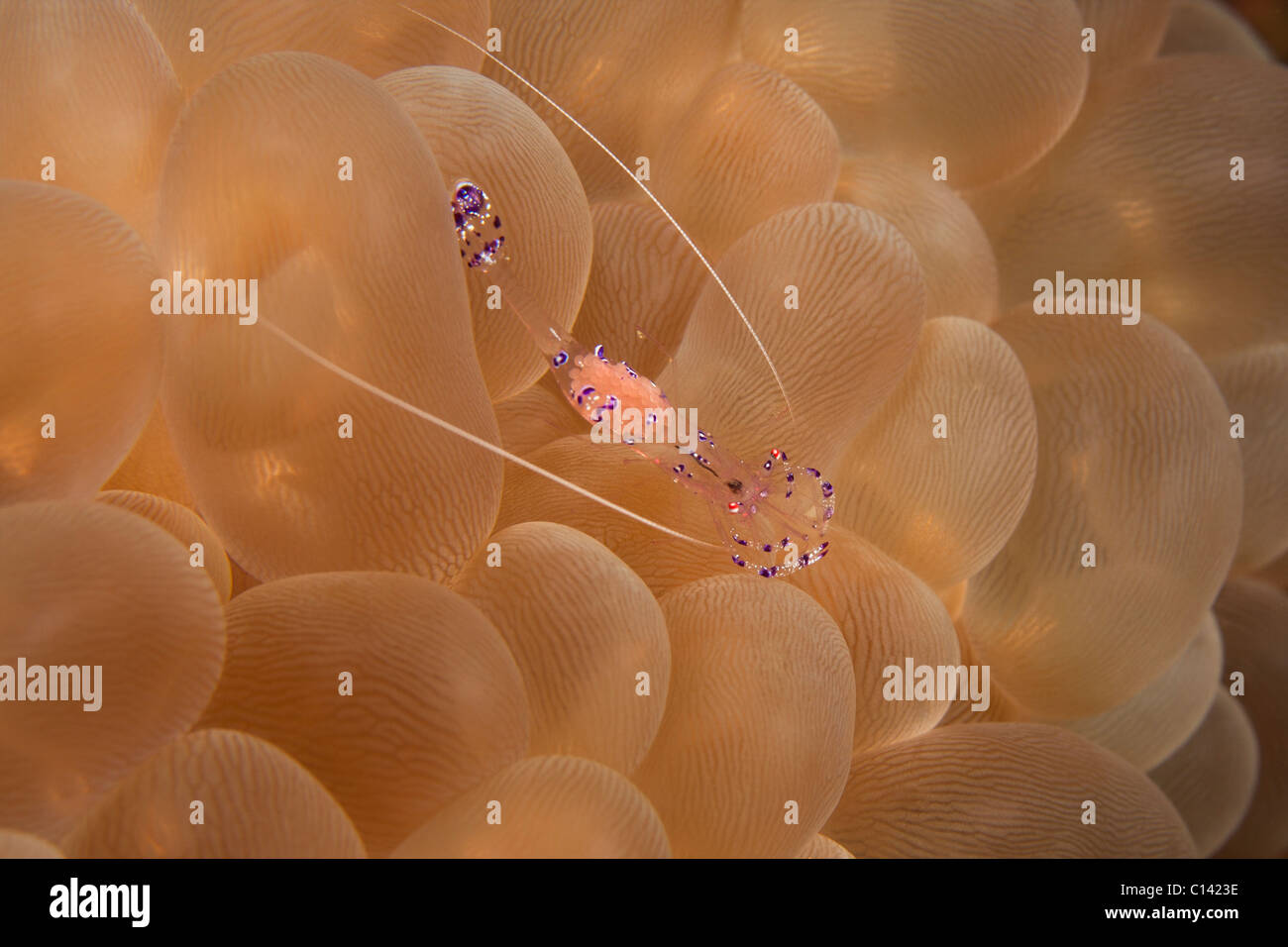 Anemone Shrimp (Periclimenes holthuisi), pregnant with eggs on another
