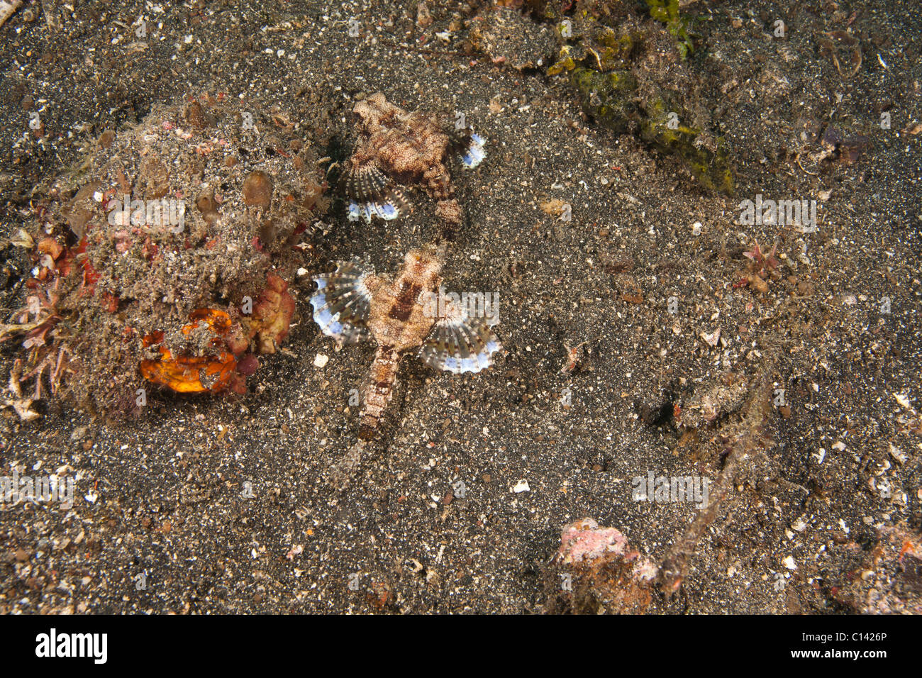 Dragon Sea Moth (Eurypegasus draconis), pair swimming together on a muck sea bottom Stock Photo
