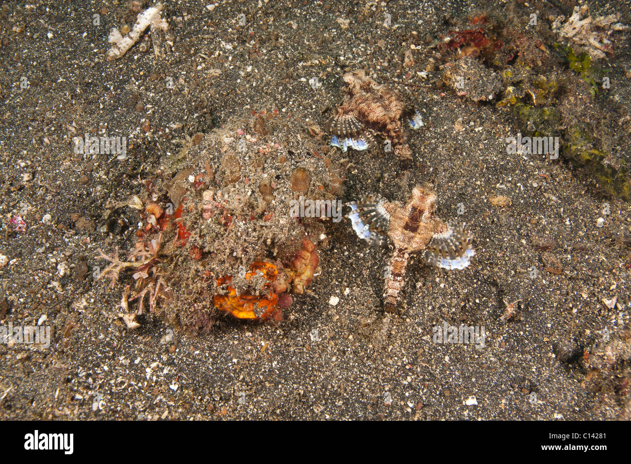 Dragon Sea Moth (Eurypegasus draconis), pair swimming together on a muck sea bottom Stock Photo