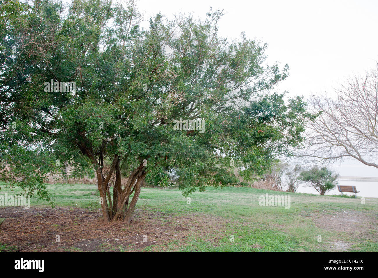Texas Ebony tree, park setting, Stock Photo