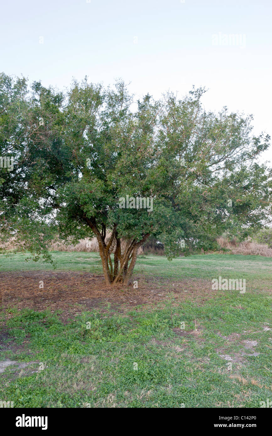 Texas Ebony tree, park setting, Stock Photo