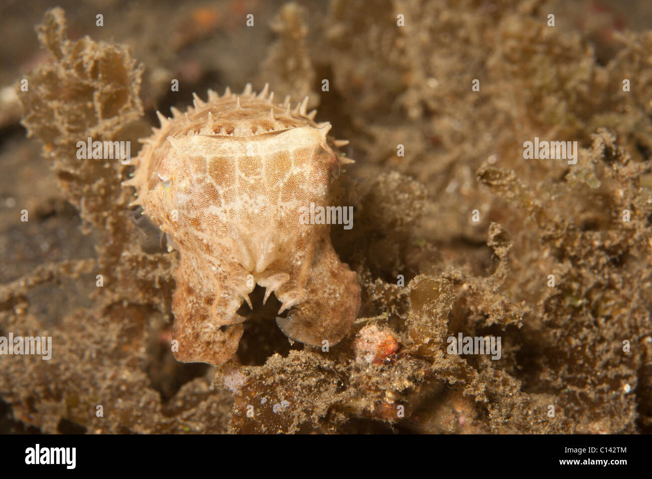 Papuan Cuttlefish (Sepia papuensis), Lembeh Strait, North Sulawesi, Indonesia Stock Photo