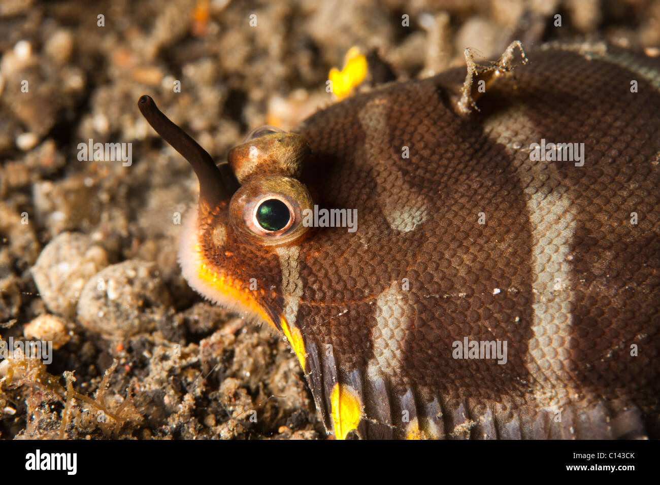 Juvenile Sole, species unknown, Lembeh Strait, North Sulawesi, Indonesia Stock Photo Alamy