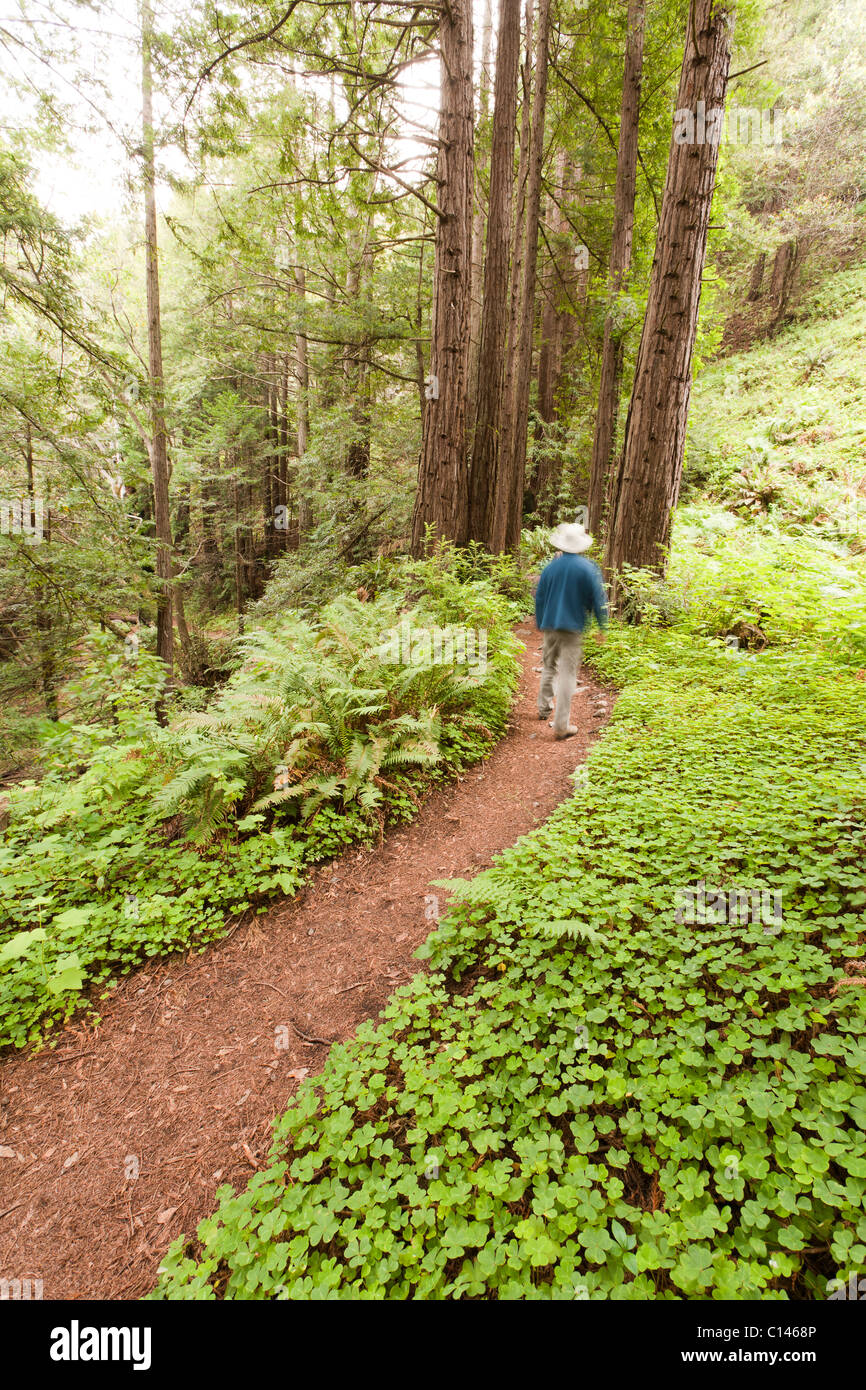 Person walking trail through forrest. Limekiln State Park; Hare Creek