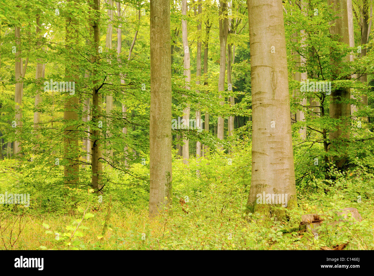 Buchenwald im Herbst - beech forest in fall 25 Stock Photo