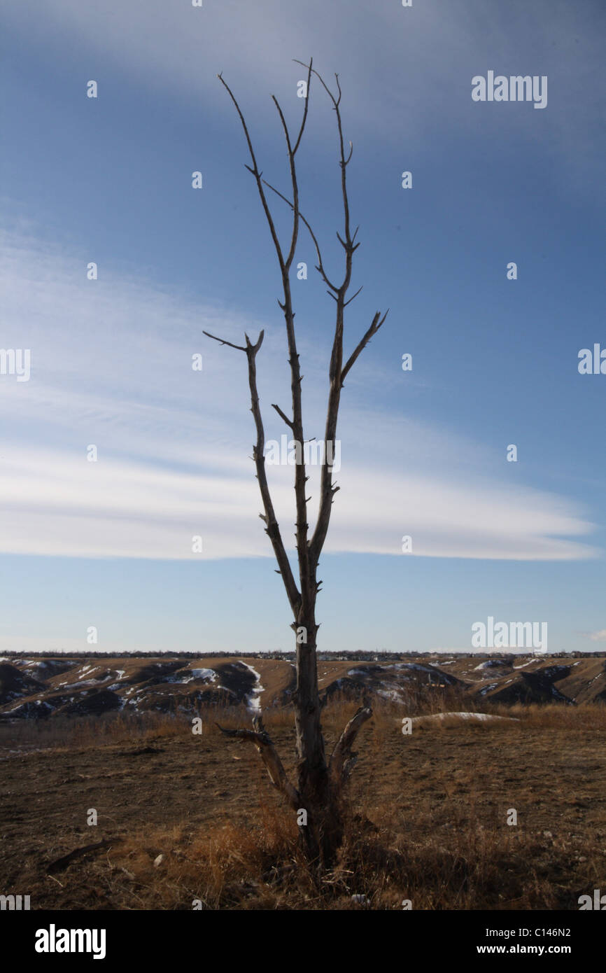 Winter tree, surrounded by coulees Stock Photo