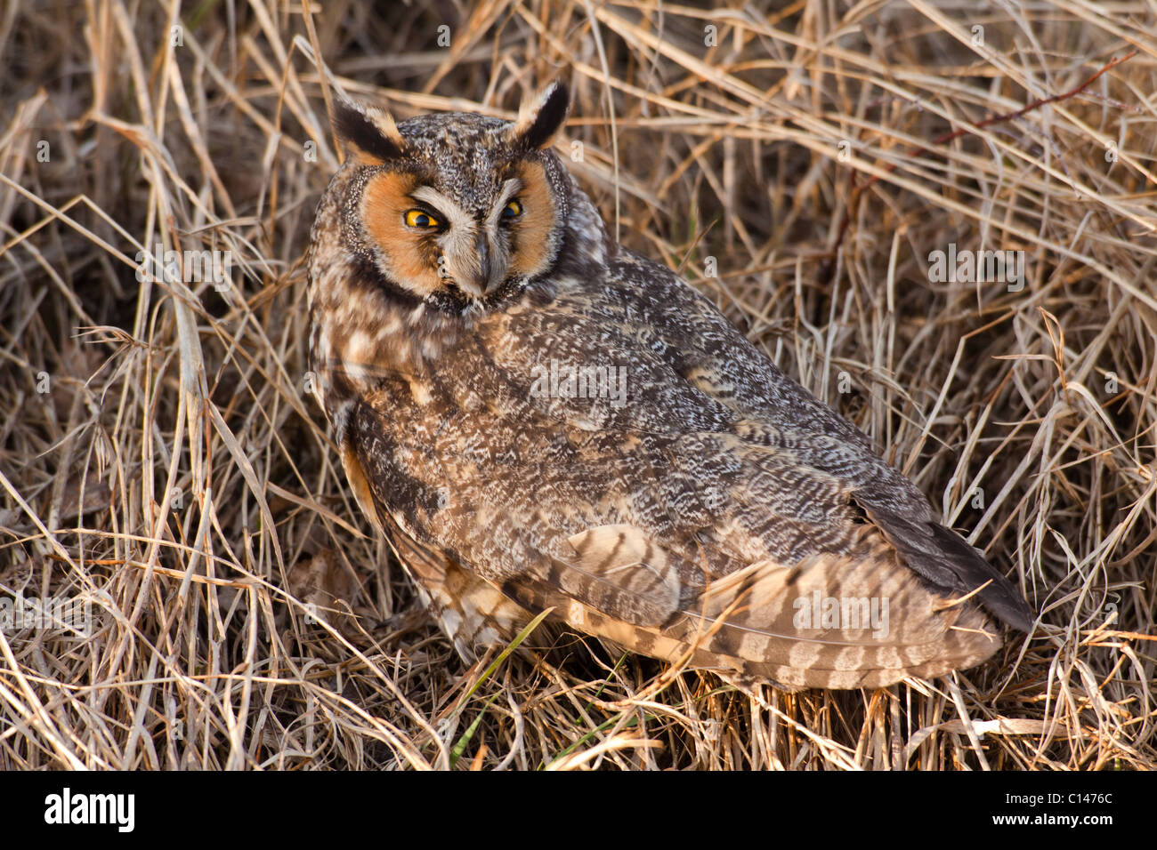 Long eared owl camouflaged in marsh grass in ditch at edge of dyke-Boundary Bay, Vancouver, British Columbia, Canada. Stock Photo