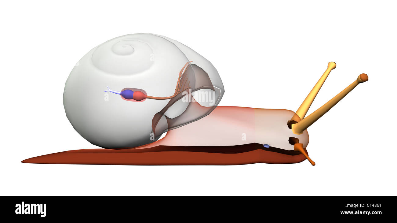 snail anatomy heart circulation transparent body Stock Photo