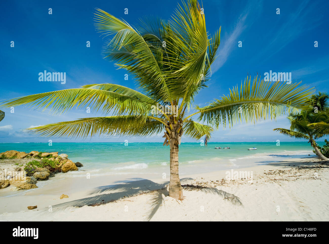 Tree on Caribbean beach. Stock Photo