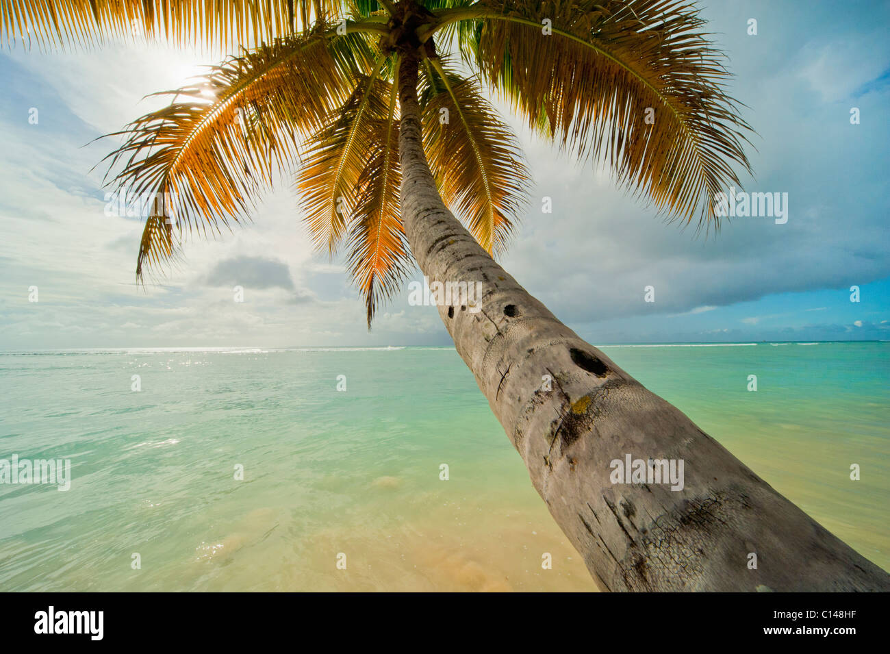 Coconut tree, Pigeon Point, Tobago Stock Photo