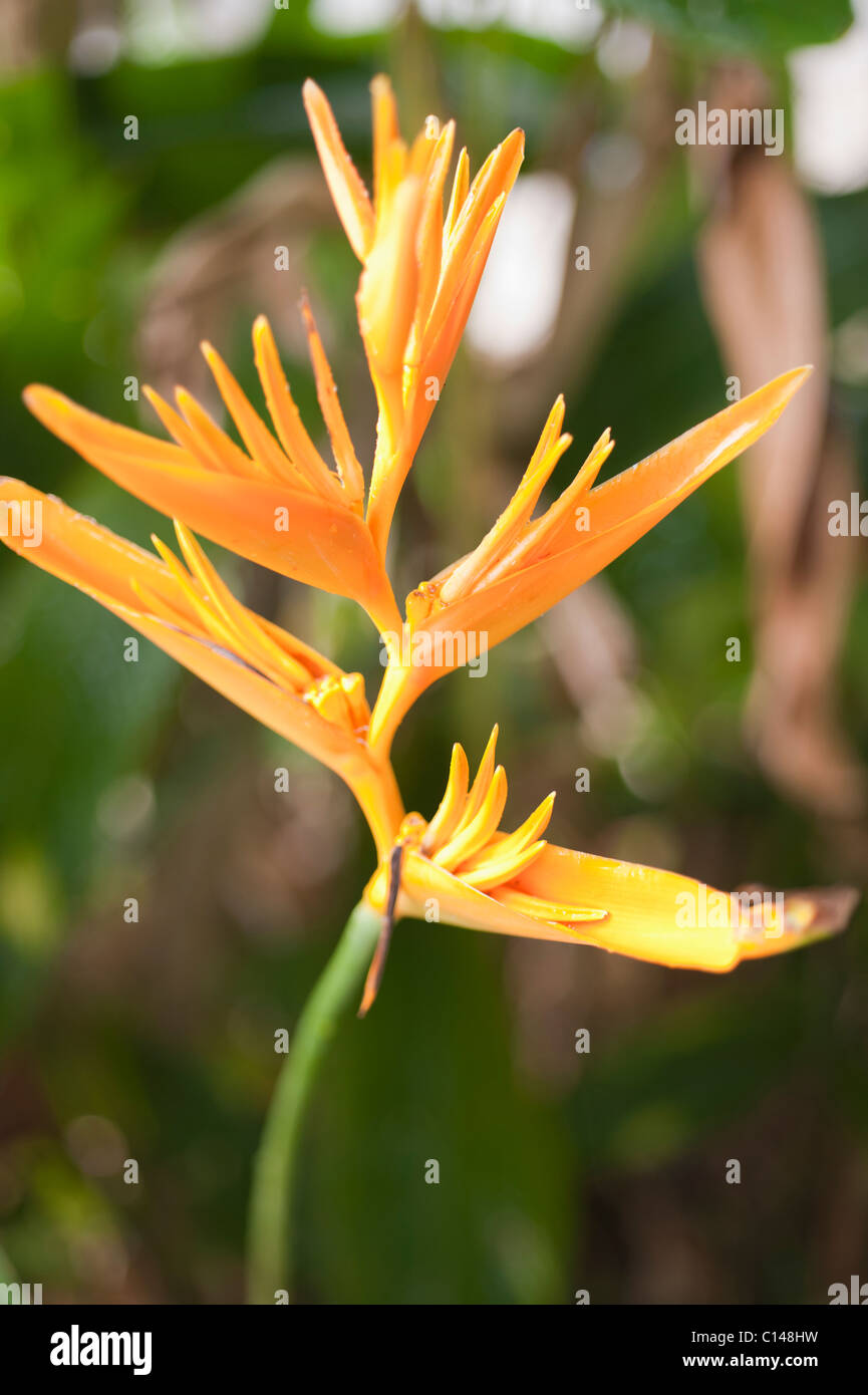 Amazon jungle flower hires stock photography and images Alamy