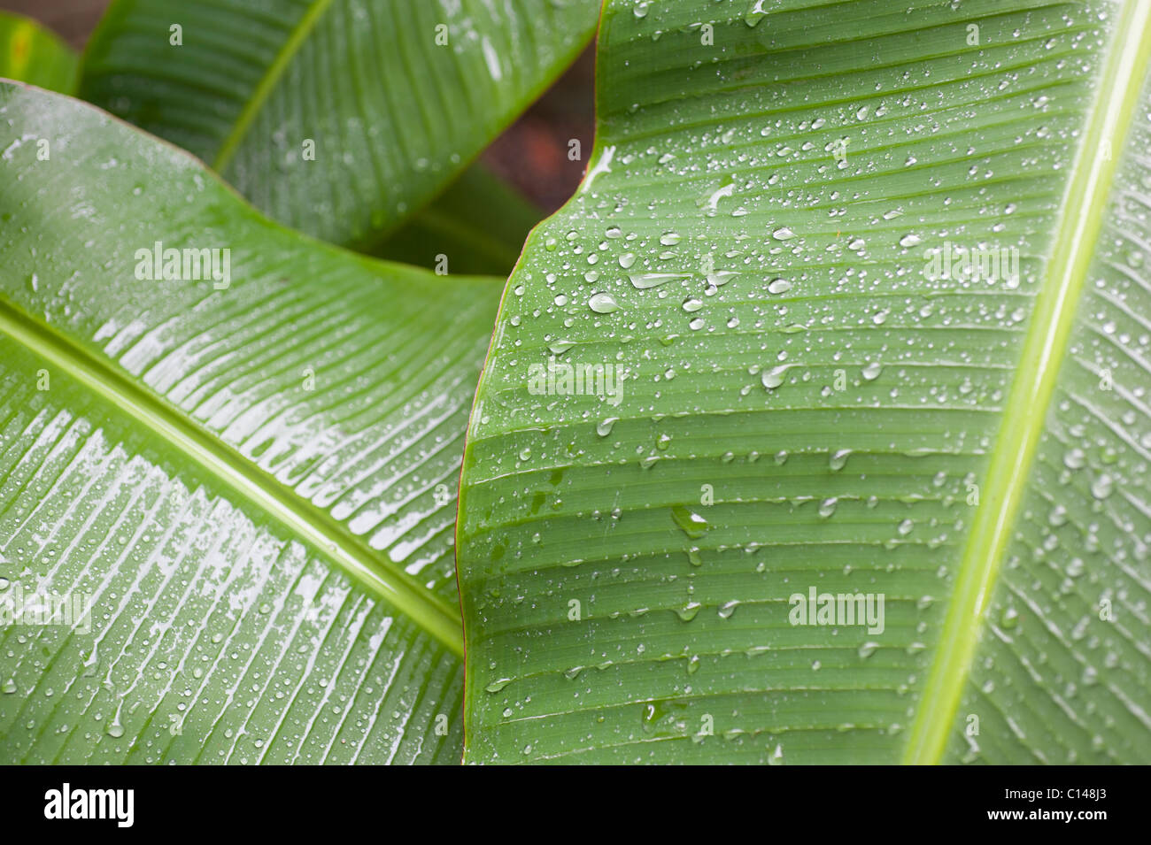Banana leaves after rain, Amazon Rainforest, South America Stock Photo