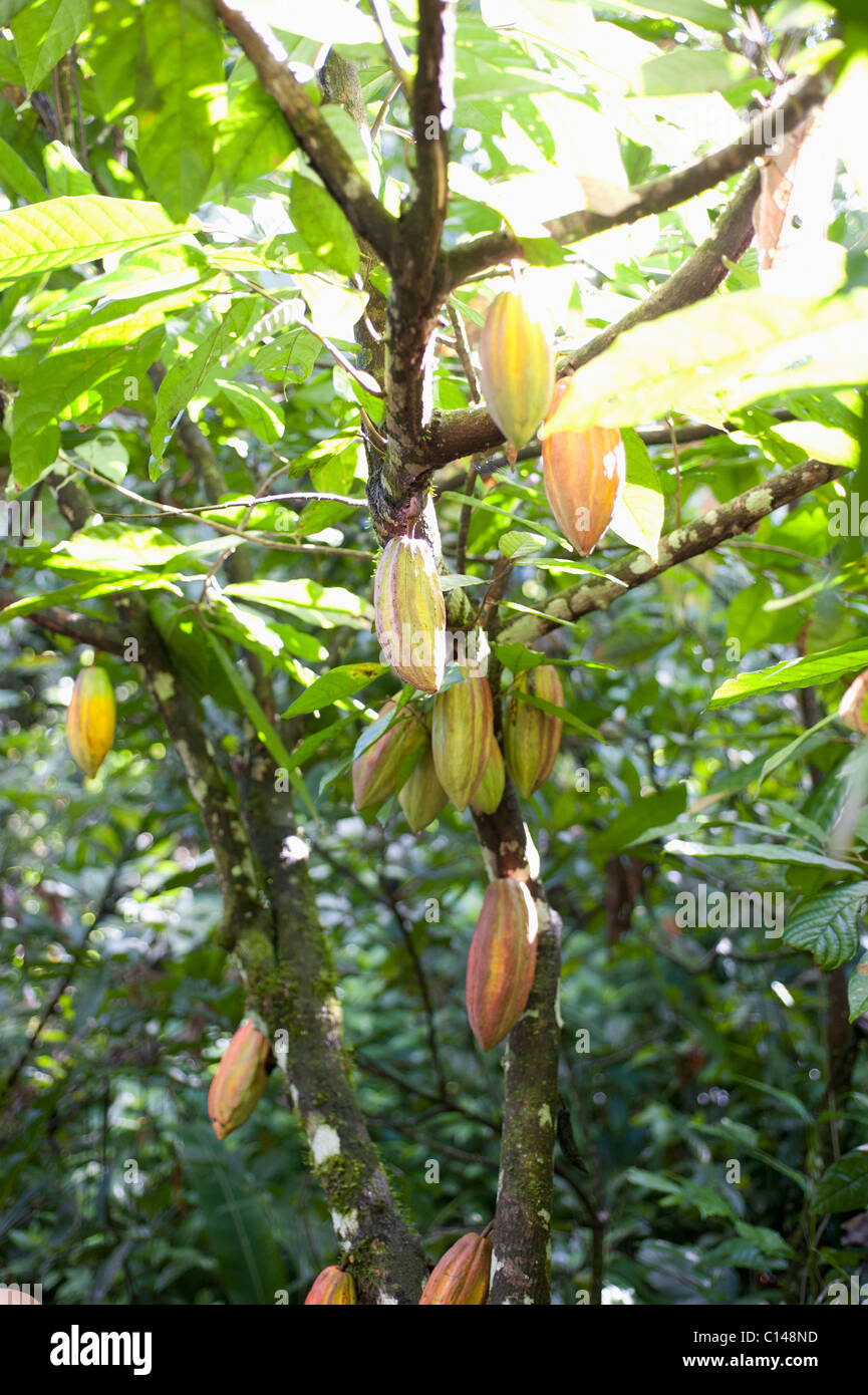Cocoa Pods, Amazon Rainforest, Brazil, South America Stock Photo Alamy