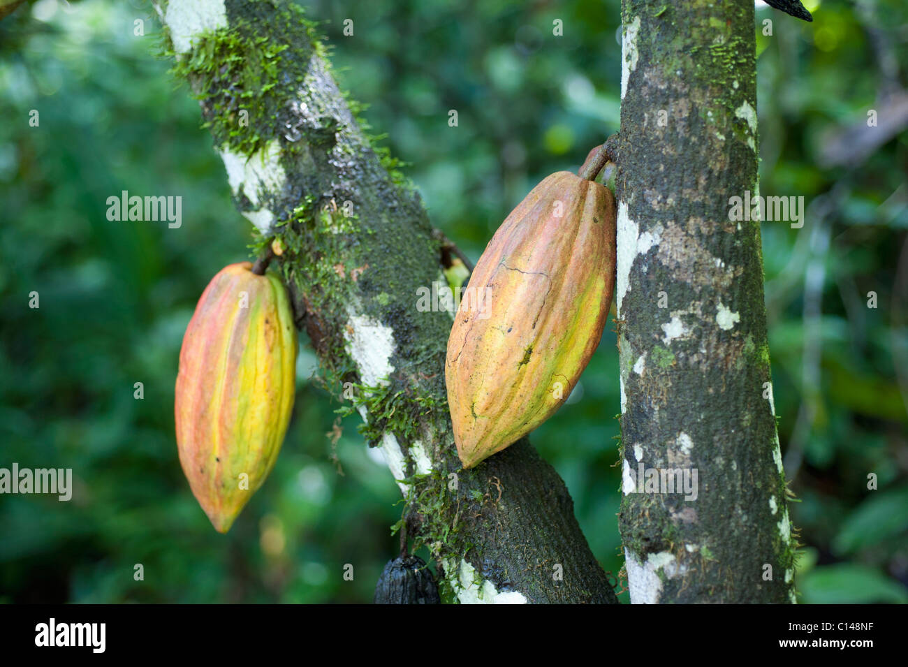 Cocoa Pods, Amazon Rainforest, Brazil, South America Stock Photo Alamy