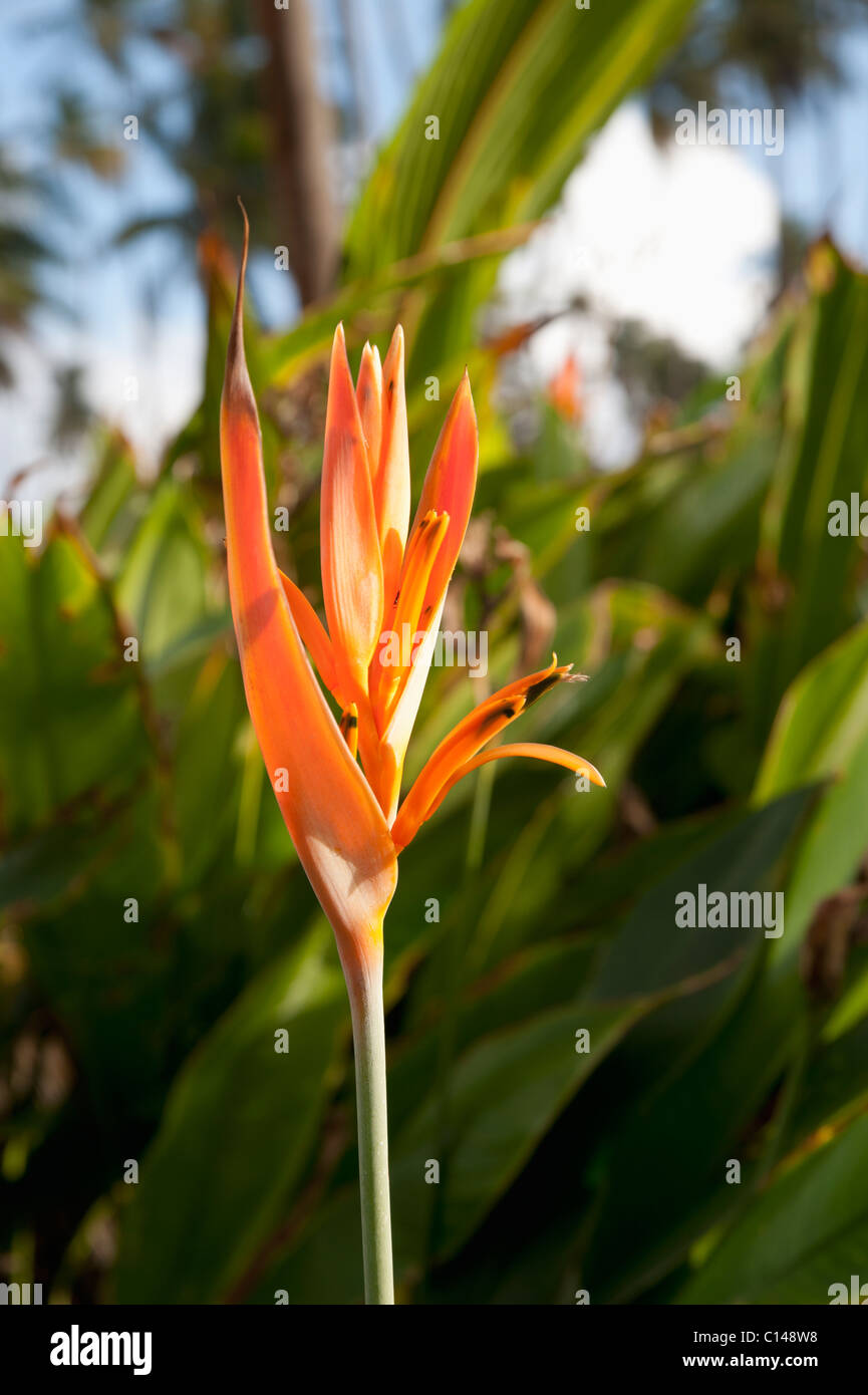Amazon jungle flower hires stock photography and images Alamy
