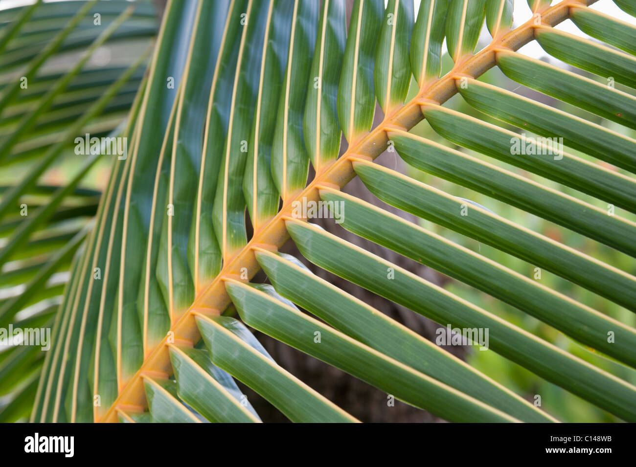 Tropical Fern, Amazon Rainforest, Brazil, South America. Stock Photo