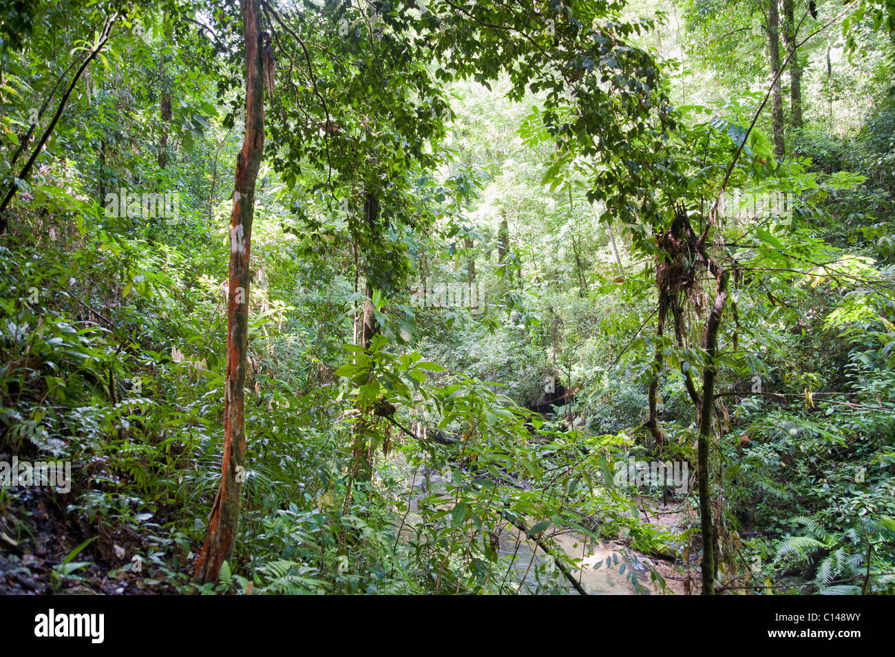 Amazon Rainforest, Brazil, South America. Stock Photo