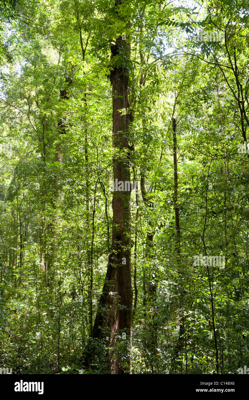 Amazon Rainforest, Brazil, South America Stock Photo Alamy
