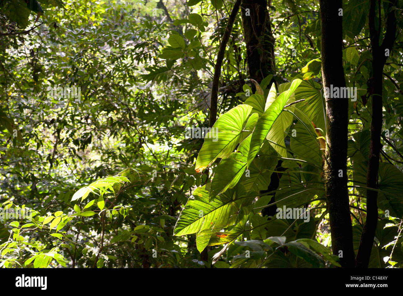 Amazon Rainforest, Brazil, South America Stock Photo Alamy