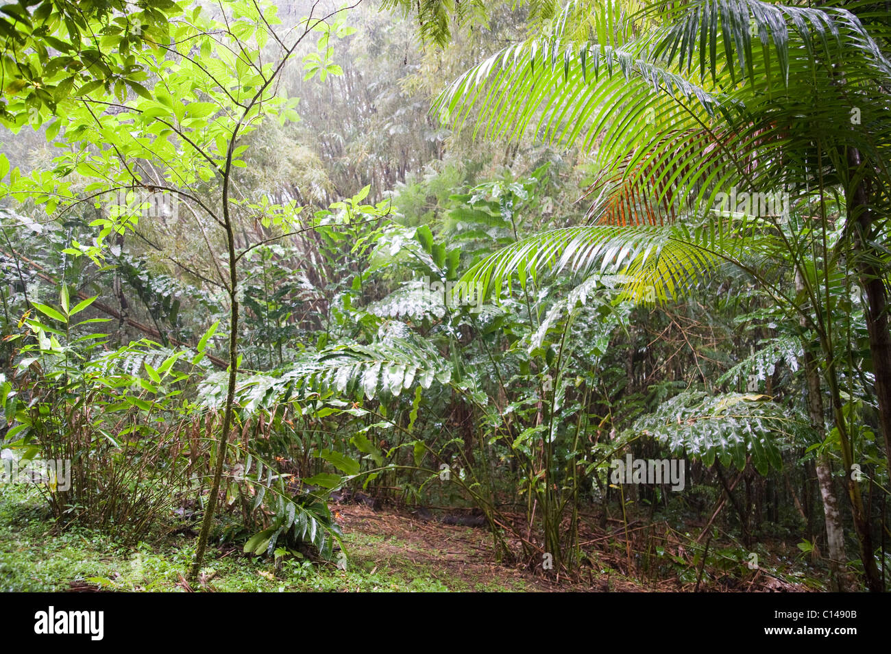 Rainfall in rainforest, Trinidad Stock Photo