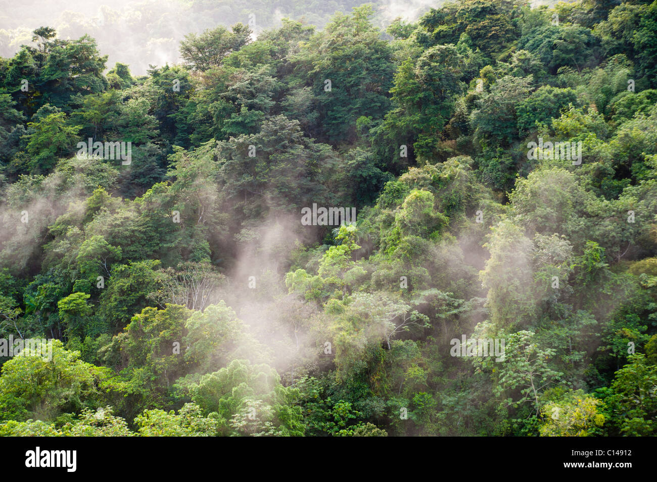 Amazon rainforest, jungle, mist, tree tops, Stock Photo