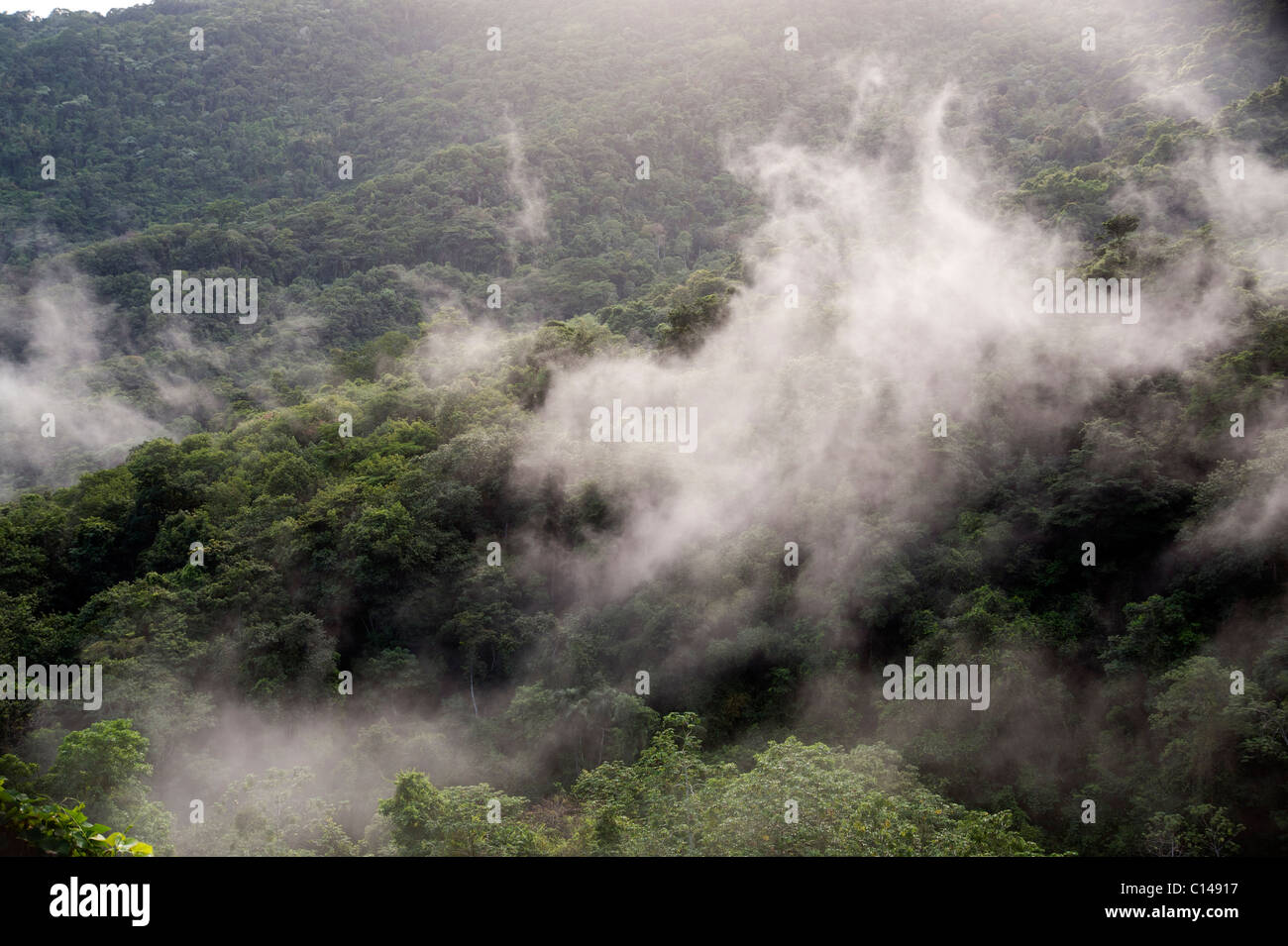 Amazon, Rainforest covered in mist, Brazil Stock Photo