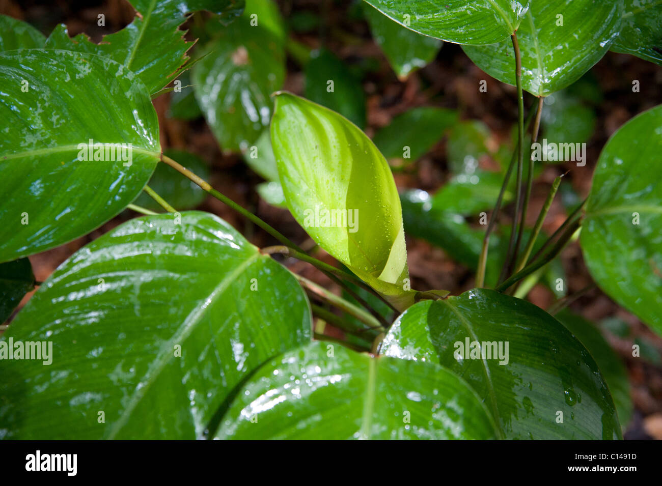 Leaves in rainforest hi-res stock photography and images - Alamy