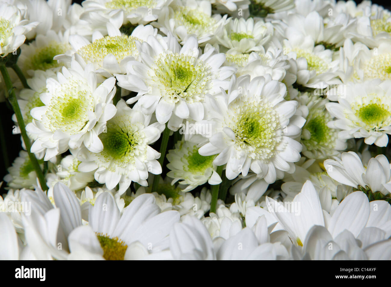 lots of white chrysanthemum Stock Photo
