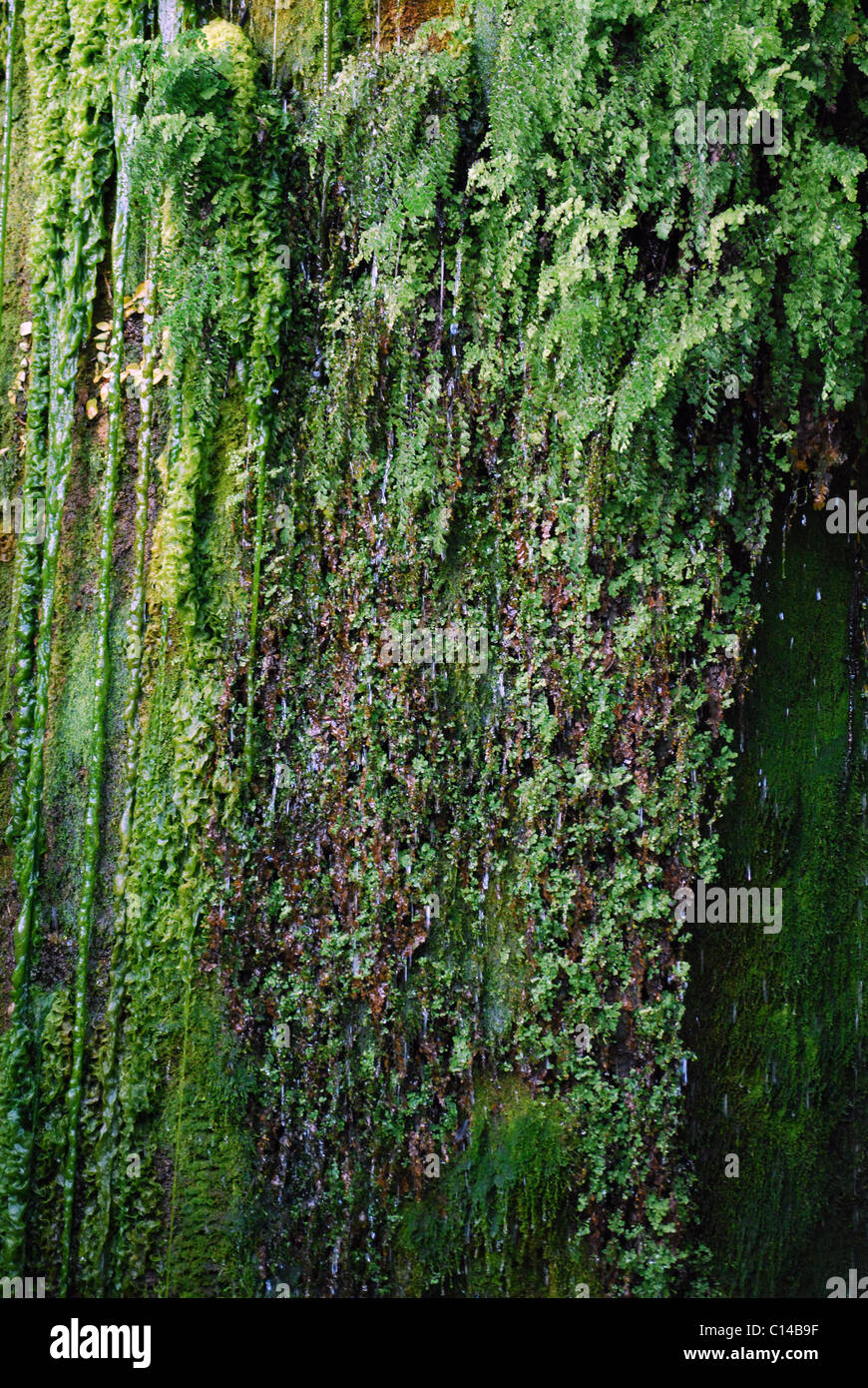 Green moss texture hi-res stock photography and images - Alamy