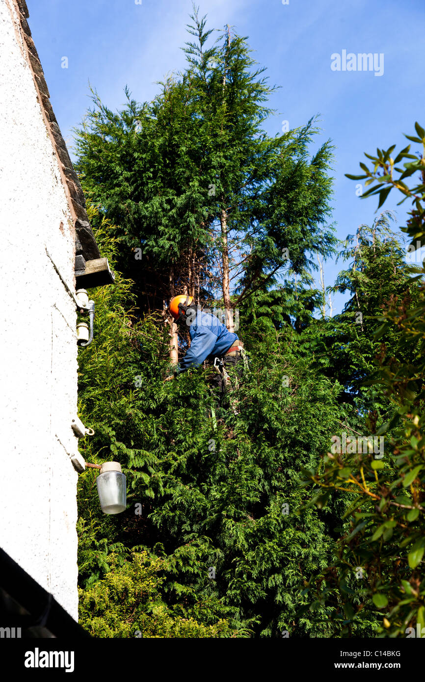Pruning Leylandii trees Stock Photo Alamy