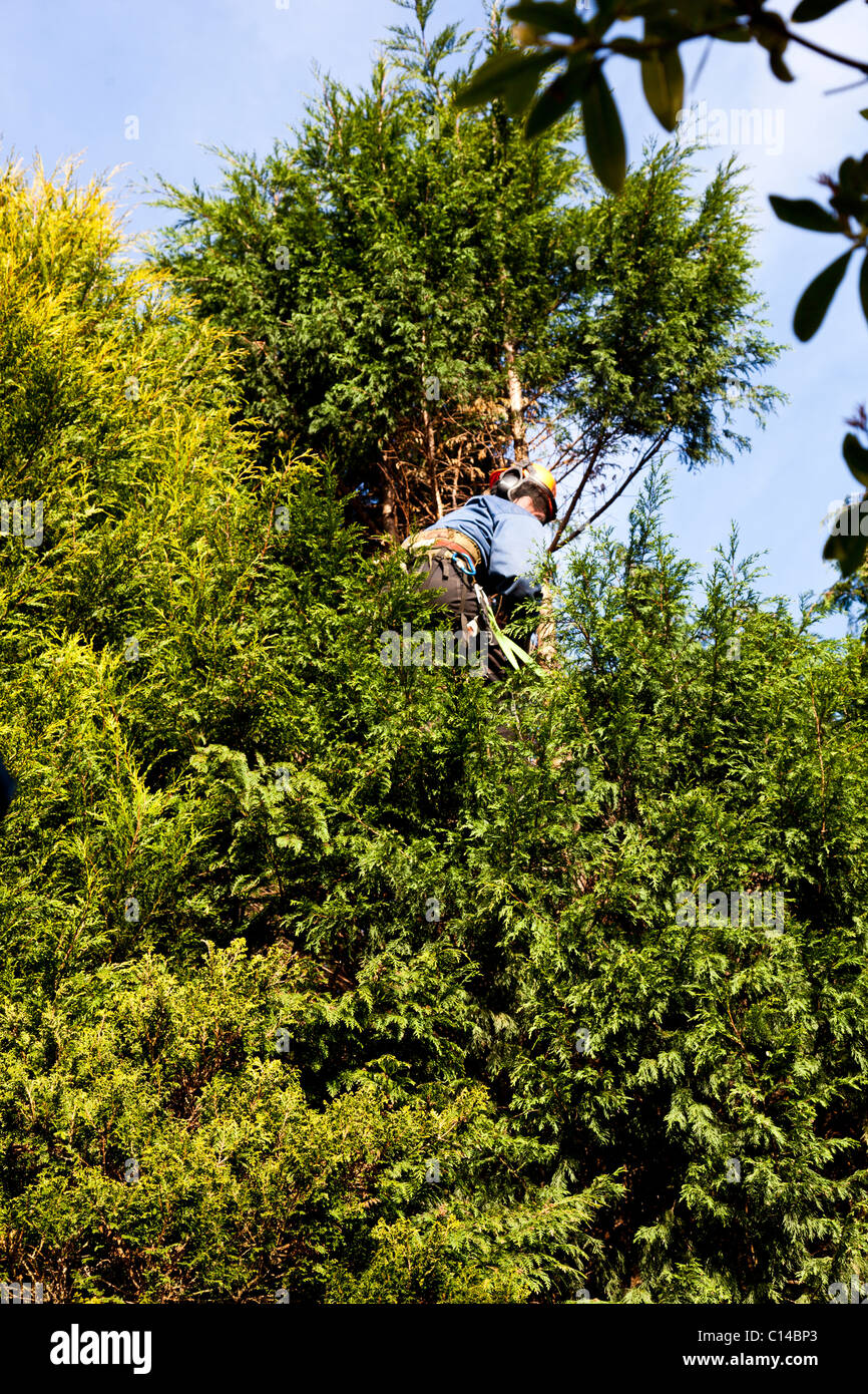 Pruning Leylandii trees Stock Photo Alamy