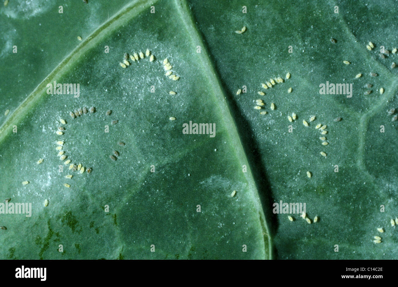 Cabbage whitefly (Aleyrodes proletella) eggs in circular patterns on a brassica leaf Stock Photo
